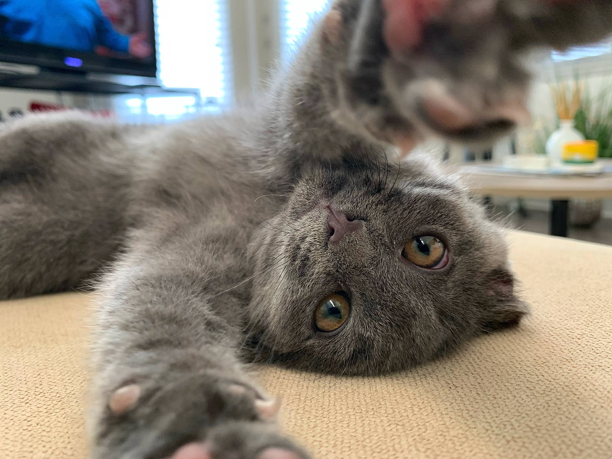 Bart joined the competition — help win amazing prizes! cable_television, carnivore, cat, chartreux, claw, comfort, display_device, domestic_short_haired_cat, felidae, fur, grey, led_backlit_lcd_display, paw, russian_blue, small_to_medium_sized_cats, snout, table, television, terrestrial_animal, whiskers