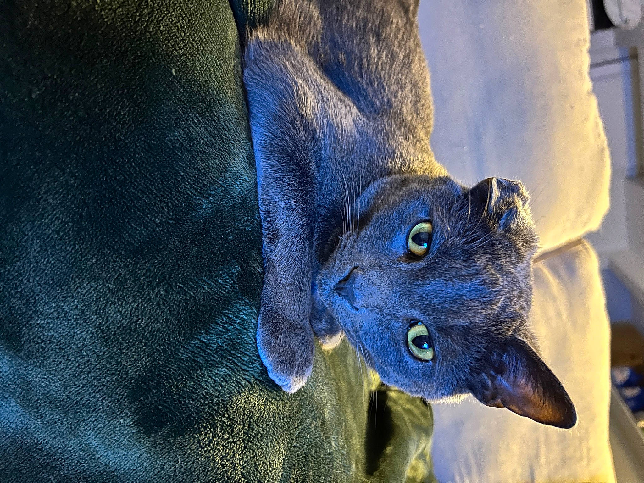 Bart joined the competition — help win amazing prizes! carnivore, cat, claw, electric_blue, eye, felidae, fur, leg, macro_photography, pattern, plant, russian_blue, small_to_medium_sized_cats, snout, terrestrial_animal, tree, water, whiskers, wildlife, winter