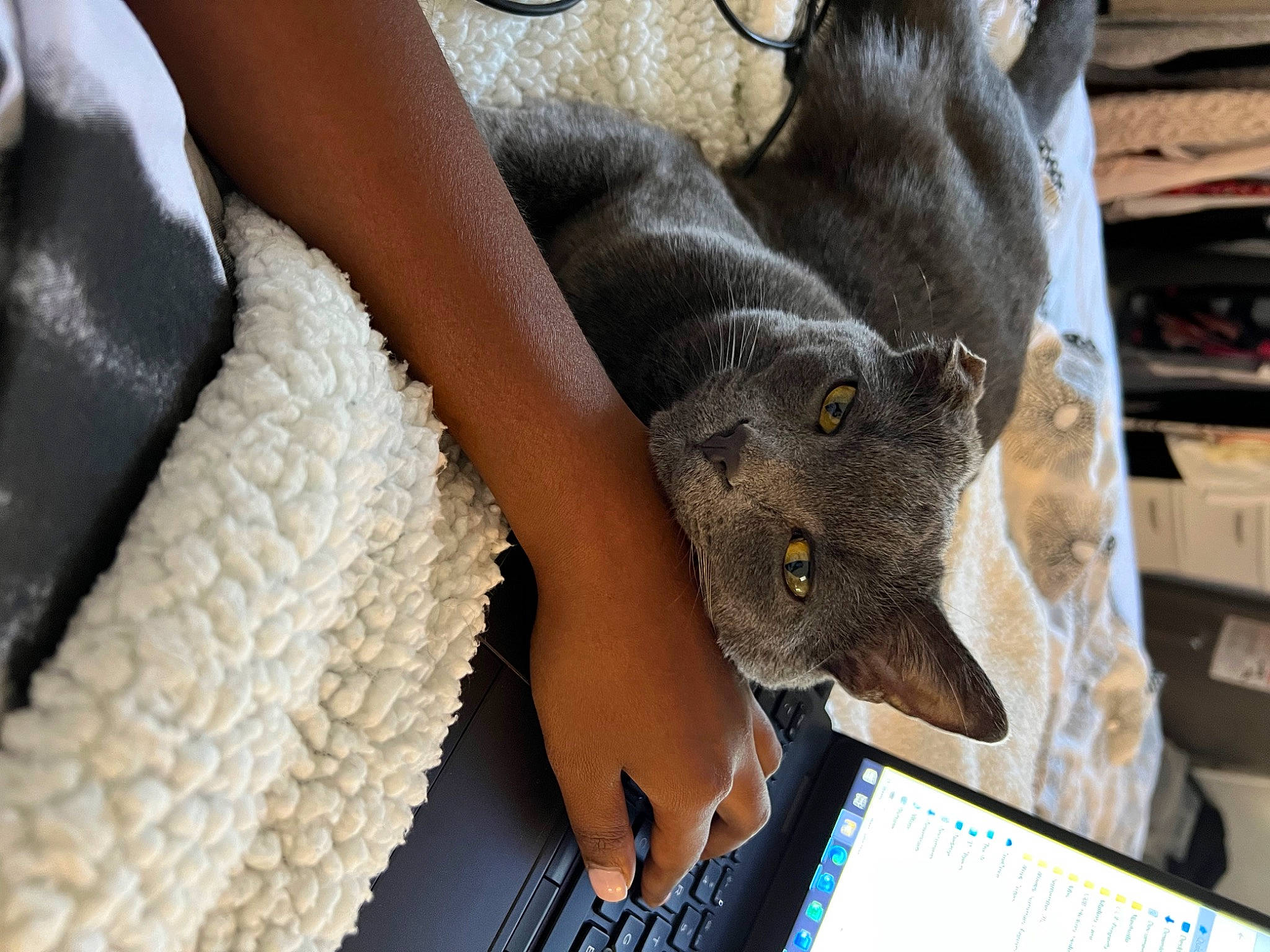 Bart is registered to the contest to win money with this photo: comfort, denim, domestic_short_haired_cat, fashion_accessory, felidae, flooring, foot, fur, grey, human_leg, laptop, nail, plant, small_to_medium_sized_cats, stuffed_toy, tail, thigh, whiskers, wool, working_animal