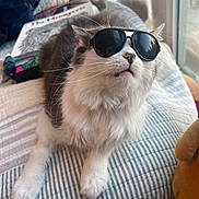 May is registered to the contest to win money with this photo: animal, bedspread, cat, cozy, cute, domestic, fluffy, fur, gray, indoor, light, pet, relaxed, resting, sleepy, striped, sunglasses, whiskers, white, window