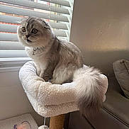 Thomas Enrique joined the competition — help win amazing prizes! cat, scottish_fold, fluffy, long_hair, gray_cat, sitting, pet, animal, face, eyes, whiskers, tail, collar, bell, cat_tree, scratching_post, plush_bed, window_blinds, sofa, cat_toy
