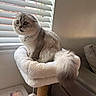 cat, scottish_fold, fluffy, long_hair, gray_cat, sitting, pet, animal, face, eyes, whiskers, tail, collar, bell, cat_tree, scratching_post, plush_bed, window_blinds, sofa, cat_toy