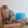 Thomas Enrique joined the competition — help win amazing prizes! cat, fluffy_cat, folded_ears, gray_fur, pet, animal, sitting, wide_eyes, portrait, indoor, wooden_surface, shelf, wall, blue_object, mushroom_decoration, pink_decoration, tail, fur, home_decor, cute