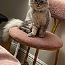 Thomas Enrique is registered to the contest to win money with this photo: cat, scottish_fold, fluffy, long_hair, gray, white, sitting, chair, pink, upholstery, tail, indoor, portrait, pet, animal, whiskers, folded_ears, eyes, furniture, home