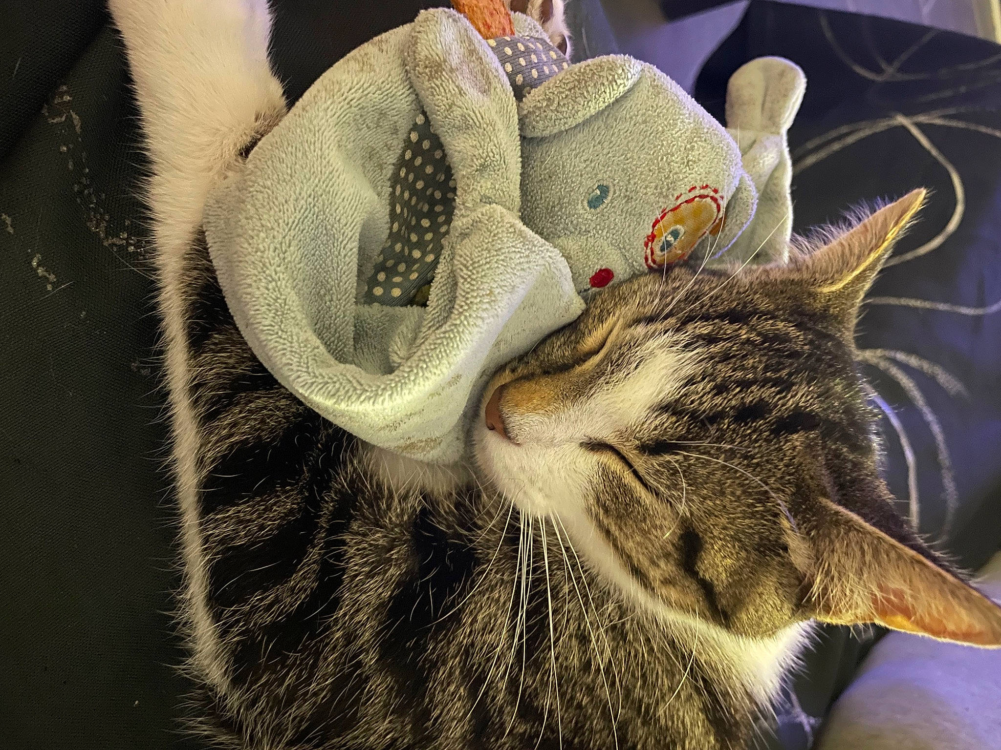 Filou participe au concours pour gagner de l'argent avec cette photo : carnivore, cat, claw, comfort, domestic_short_haired_cat, ear, felidae, fur, grass, nap, paw, plant, sleep, small_to_medium_sized_cats, snout, tail, terrestrial_animal, tree, whiskers, wildlife