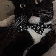 Sylvester joined the competition — help win amazing prizes! cat, tuxedo_cat, pet, bow_tie, skull_pattern, whiskers, close_up, portrait, yellow_eyes, black_and_white, feline, paws, indoor, bed, blanket, cozy, curious, collar, sleepy, whisker_detail