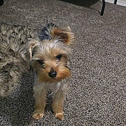 Kash is registered to the contest to win money with this photo: dog, small_dog, carpet, indoor, pet_bed, blanket, toy, fur, curious, looking, floor, cozy, home, animal, cute, pet, mammal, companion, furniture, resting