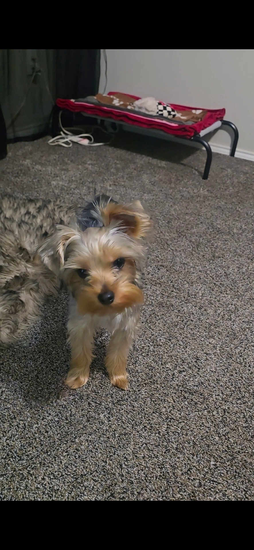 Kash is registered to the contest to win money with this photo: dog, small_dog, carpet, indoor, pet_bed, blanket, toy, fur, curious, looking, floor, cozy, home, animal, cute, pet, mammal, companion, furniture, resting