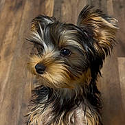 Kash is registered to the contest to win money with this photo: adorable, animal, black, brown, close_up, companion, curious, cute, dog, ears, fur, indoor, pet, puppy, sitting, small_dog, tan, wet_fur, wooden_floor, yorkshire_terrier