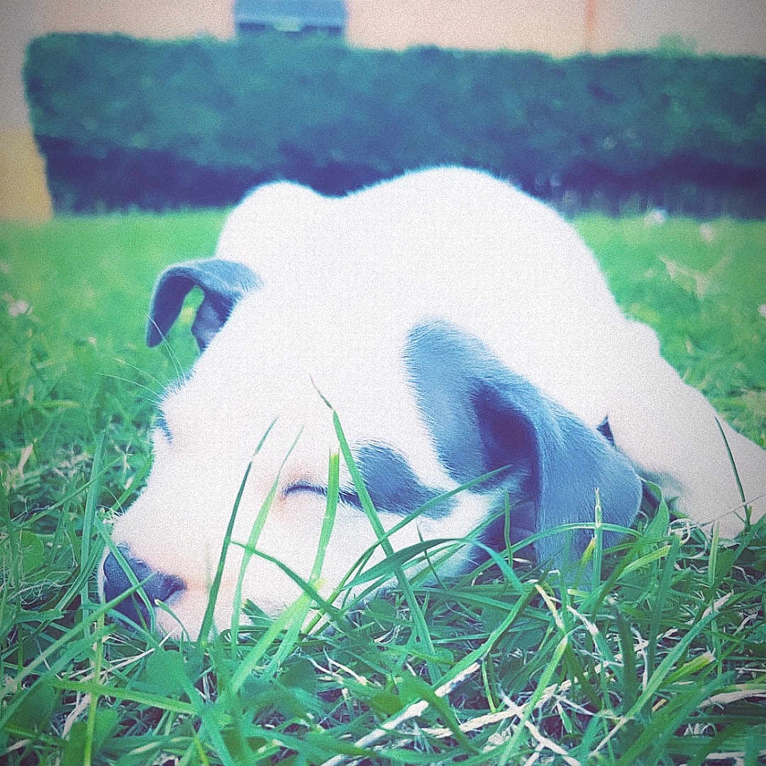 Armani is registered to the contest to win money with this photo: animal, architecture, backyard, ball, building, canine, dog, grass, green, lawn, nature, outdoors, pet, plant, puppy, shelter, sport, tennis, tennisball, yard