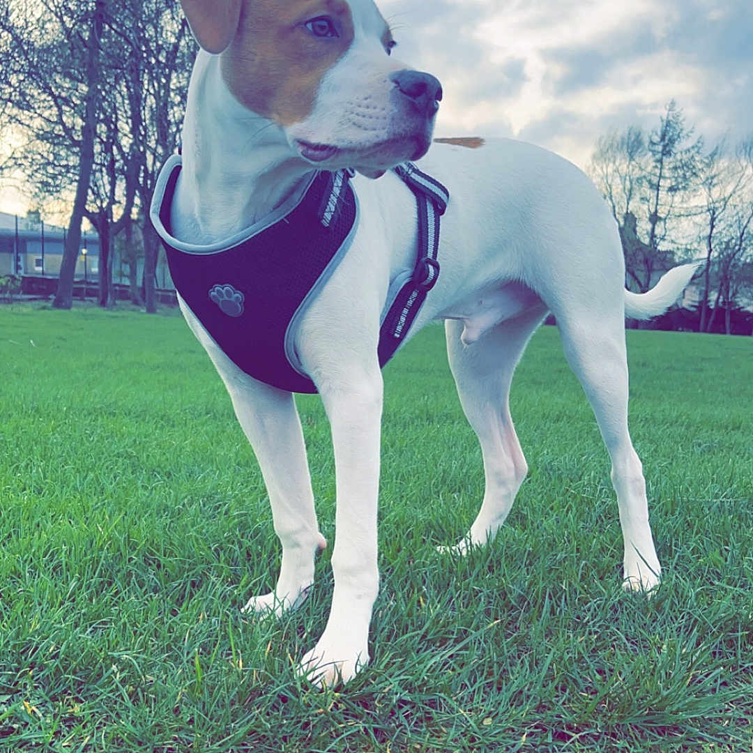 Boss