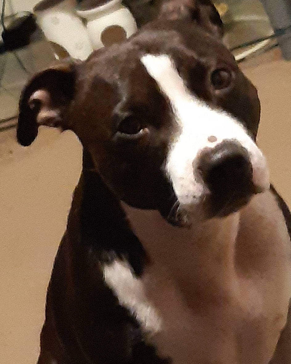 Cali joined the competition — help win amazing prizes! ancient_dog_breeds, canidae, carnivore, collar, companion_dog, dog, dog_breed, dog_collar, fawn, fur, metal, monochrome_photography, non_sporting_group, sighthound, snout, sporting_group, terrestrial_animal, whiskers, working_animal