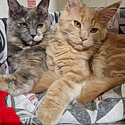 Umo Et Umy a rejoint le concours — aidez-le/la à gagner de superbes lots ! cat, cats, feline, pet, animal, fur, fluffy, relaxed, cute, companion, indoor, blanket, patterned, resting, laying, two, closeup, whiskers, ears, paws