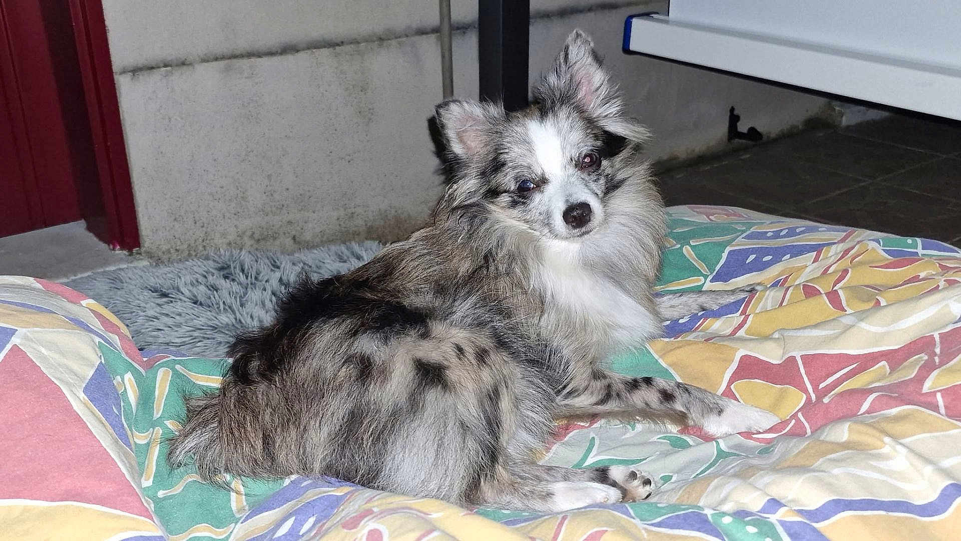 Taya a rejoint le concours — aidez-le/la à gagner de superbes lots ! dog, fluffy, speckled, pet, indoor, blanket, colorful, patterned, floor, wall, lounge, fur, paw, ear, face, looking, resting, cozy, home, animal