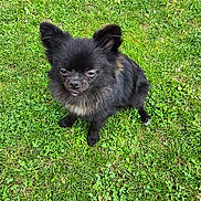 Youyou a rejoint le concours — aidez-le/la à gagner de superbes lots ! dog, small_dog, black_dog, fluffy, grass, outdoor, pet, animal, canine, ears, fur, sitting, green, nature, cute, portrait, looking_up, muzzle, paw, daylight