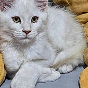 Willow participe au concours pour gagner de l'argent avec cette photo : cat, white_cat, fluffy, pet, animal, feline, indoor, cozy, blanket, resting, cute, closeup, whiskers, paw, ears, fur, relaxed, soft, lying_down, domestic_cat