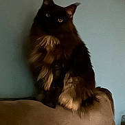 Tigane a rejoint le concours — aidez-le/la à gagner de superbes lots ! cat, fluffy, indoor, couch, furniture, pet, animal, sitting, dark_fur, light_fur, yellow_eyes, wall, picture_frame, home, cozy, feline, relaxed, portrait, living_room, domestic_animal