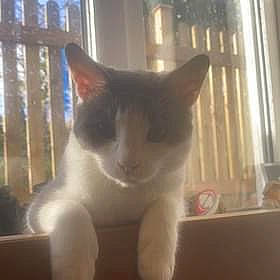 Basil is registered to the contest to win money with this photo: carnivore, cat, domestic_short_haired_cat, fawn, felidae, fur, paw, small_to_medium_sized_cats, snout, tail, terrestrial_animal, whiskers