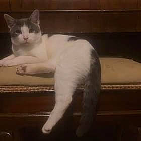 Basil is registered to the contest to win money with this photo: carnivore, cat, claw, comfort, domestic_short_haired_cat, felidae, fur, metal, paw, small_to_medium_sized_cats, snout, square, tail, whiskers, window