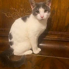 Basil joined the competition — help win amazing prizes! carnivore, cat, domestic_short_haired_cat, fawn, felidae, flooring, fur, hardwood, paw, sitting, small_to_medium_sized_cats, snout, tail, varnish, whiskers, window, wood, wood_flooring