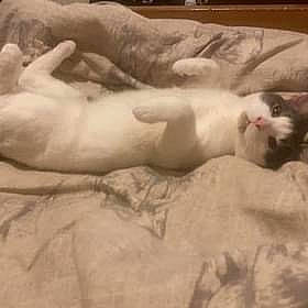 Basil joined the competition — help win amazing prizes! canidae, carnivore, cat, claw, cloud, comfort, dog_breed, domestic_short_haired_cat, fawn, felidae, foot, fur, linens, nap, paw, small_to_medium_sized_cats, snout, tail, terrestrial_animal, whiskers