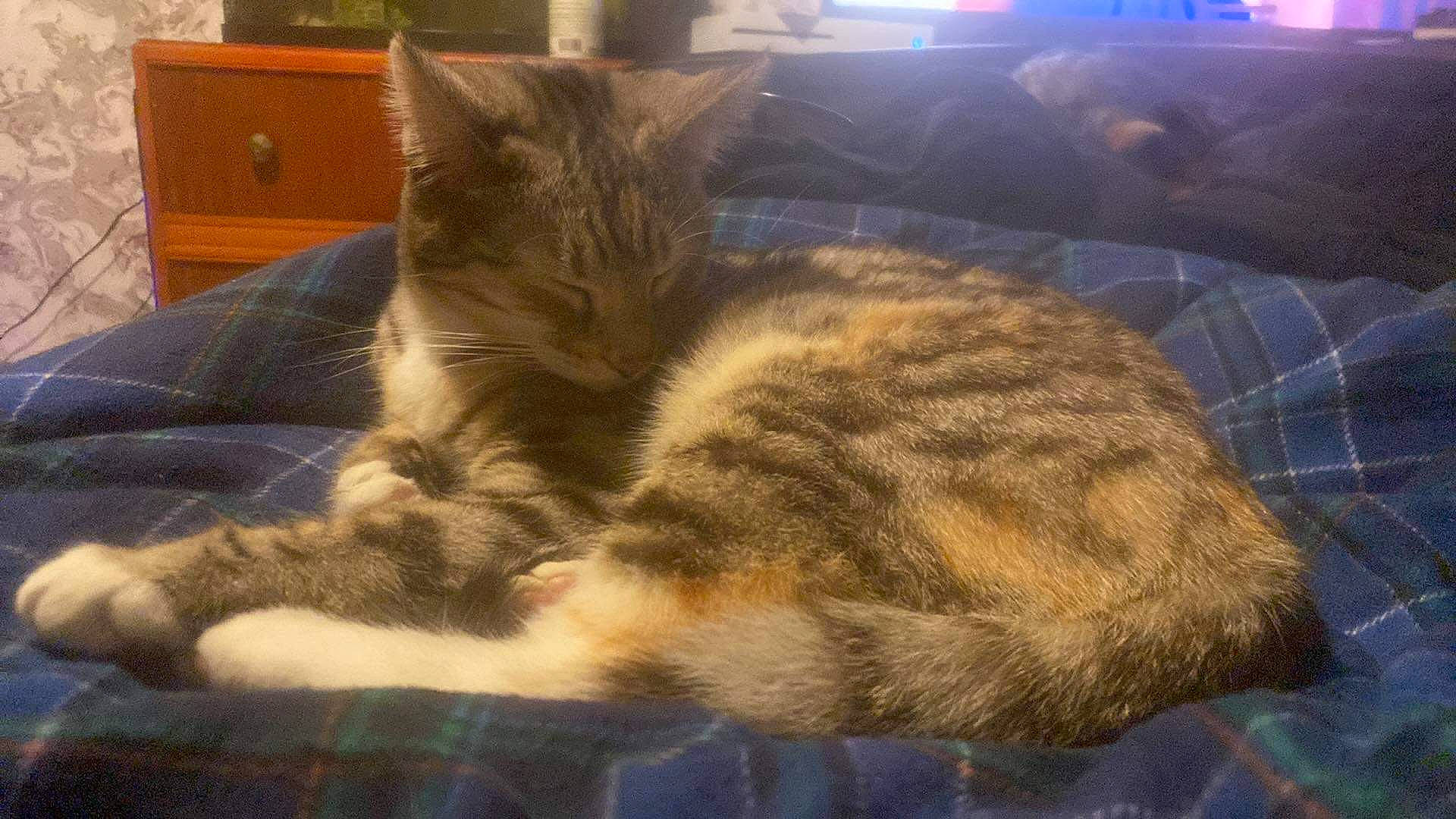 Tiger Lily is registered to the contest to win money with this photo: cabinetry, carnivore, cat, chest_of_drawers, claw, cloud, comfort, domestic_short_haired_cat, drawer, felidae, fur, grey, nap, paw, room, sky, small_to_medium_sized_cats, snout, tail, whiskers