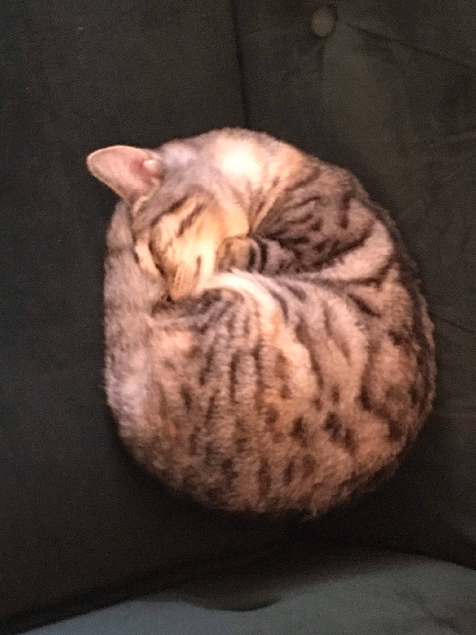 Tiger Lily joined the competition — help win amazing prizes! carnivore, cat, darkness, domestic_short_haired_cat, felidae, fur, small_to_medium_sized_cats, snout, still_life_photography, tail, terrestrial_animal, whiskers, wood