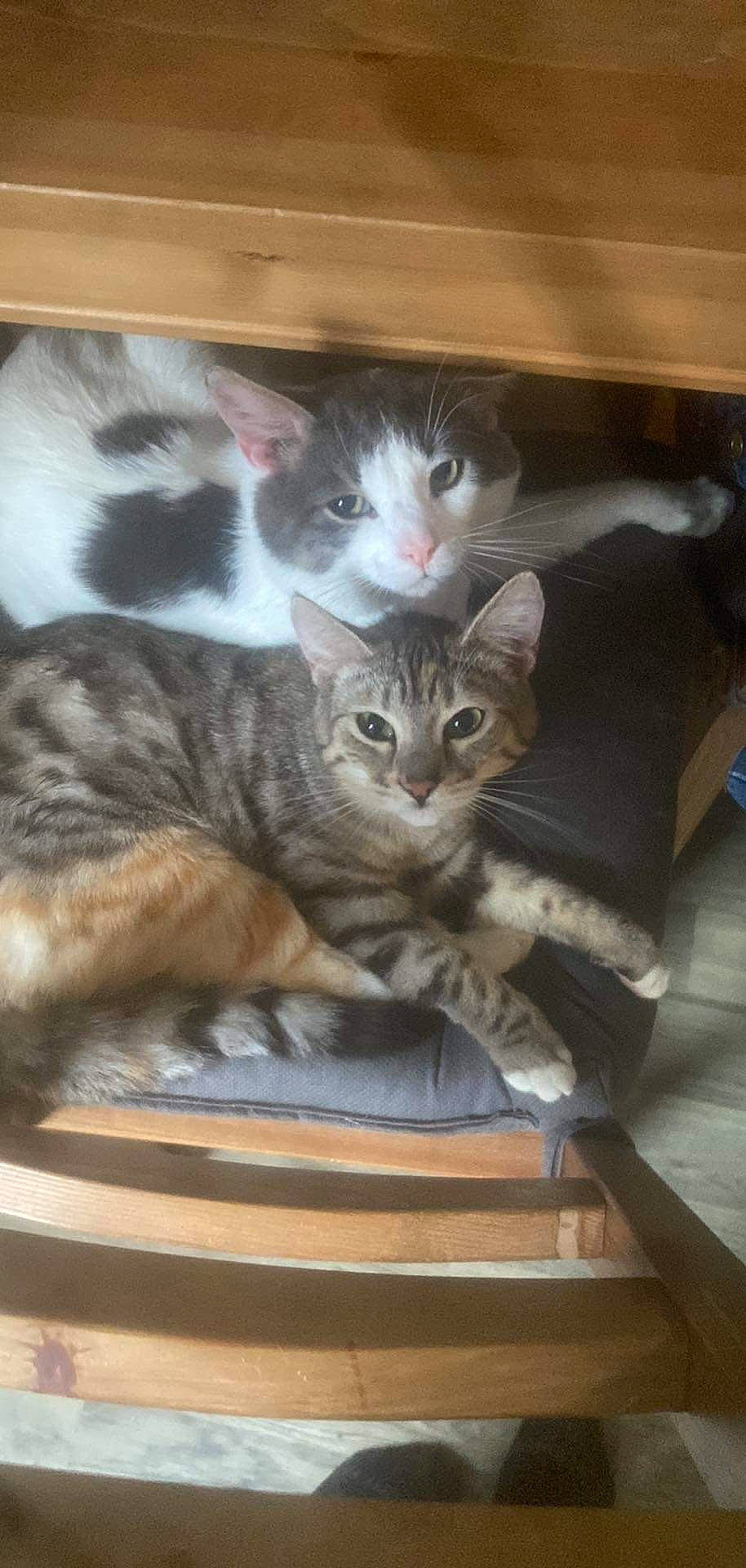 Tiger Lily is registered to the contest to win money with this photo: carnivore, cat, claw, comfort, domestic_short_haired_cat, felidae, fur, paw, sitting, small_to_medium_sized_cats, tail, whiskers