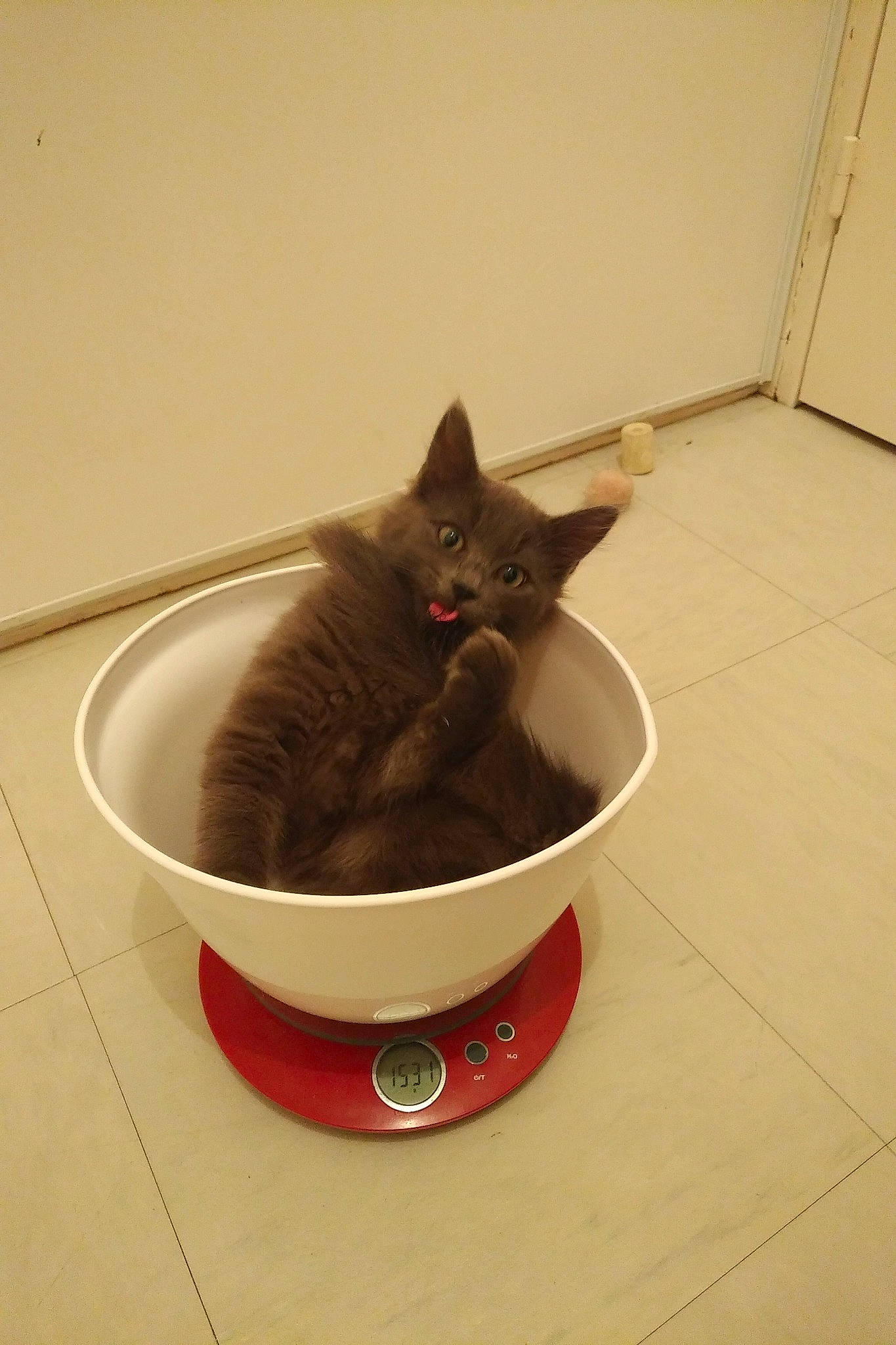 Olaf participe au concours pour gagner de l'argent avec cette photo : carnivoran, cat, cat_like_mammal, cat_supply, domestic_short_haired_cat, flooring, kitten, plumbing_fixture, small_to_medium_sized_cats, whiskers