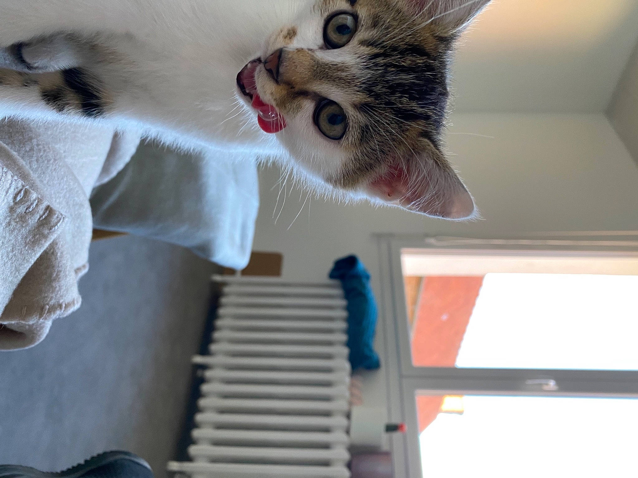 Shiva a rejoint le concours — aidez-le/la à gagner de superbes lots ! carnivore, cat, comfort, domestic_short_haired_cat, door, elbow, fawn, felidae, fur, jaw, nose, paw, small_to_medium_sized_cats, snout, tail, vertebrate, whiskers, white, window, wood