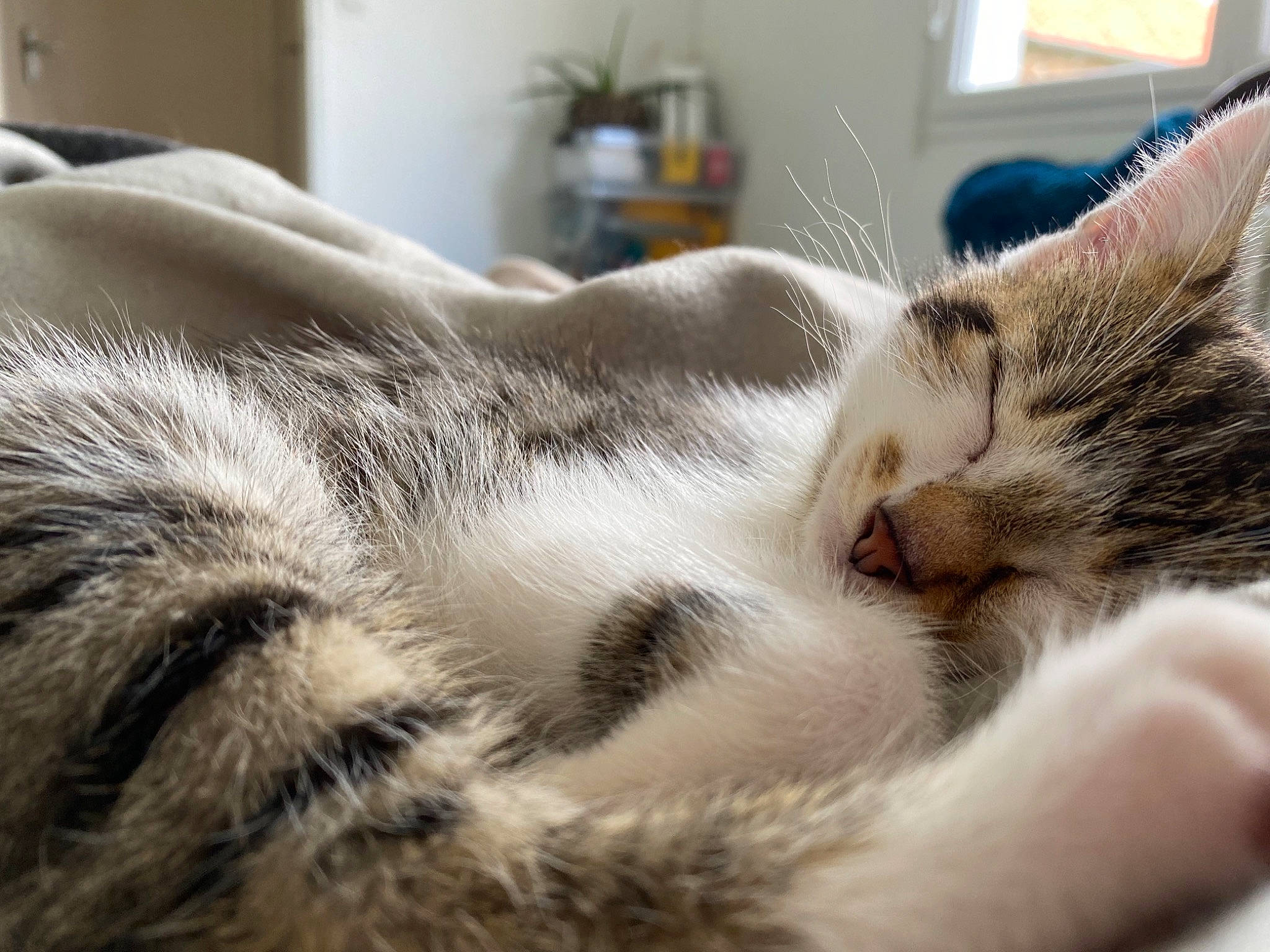 Shiva a rejoint le concours — aidez-le/la à gagner de superbes lots ! carnivore, cat, claw, comfort, domestic_short_haired_cat, eye, felidae, fur, houseplant, metal, nap, paw, sleep, small_to_medium_sized_cats, snout, tail, whiskers