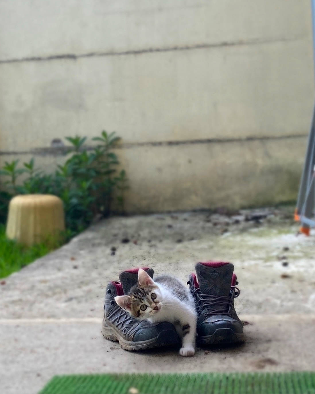 Shiva a rejoint le concours — aidez-le/la à gagner de superbes lots ! asphalt, canidae, carnivore, cat, domestic_short_haired_cat, felidae, flooring, foot, grass, human_leg, lawn_ornament, plant, road_surface, sidewalk, small_to_medium_sized_cats, snout, squirrel, tail, toy, whiskers