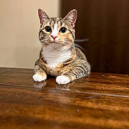 Olive is registered to the contest to win money with this photo: cat, tabby_cat, white_paws, wooden_table, indoor, curious, pet, animal, feline, ears_up, sitting, whiskers, closeup, domestic_cat, brown, white, orange, soft_focus, looking, cute