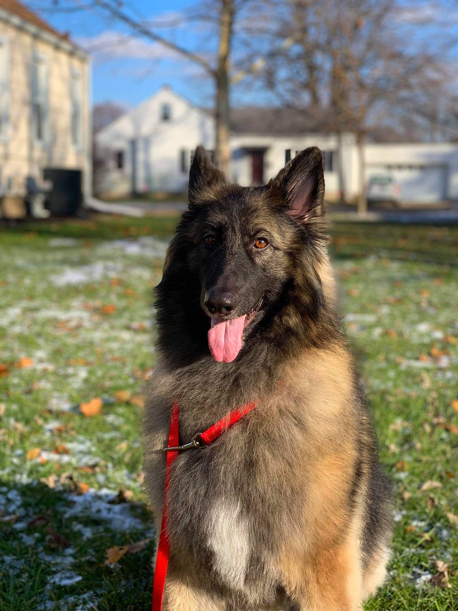 Jasmine joined the competition — help win amazing prizes! building, canidae, canis, carnivore, collar, companion_dog, dog, dog_breed, east_european_shepherd, fur, grass, king_shepherd, non_sporting_group, sky, snout, sporting_group, tree, window, working_animal, working_dog