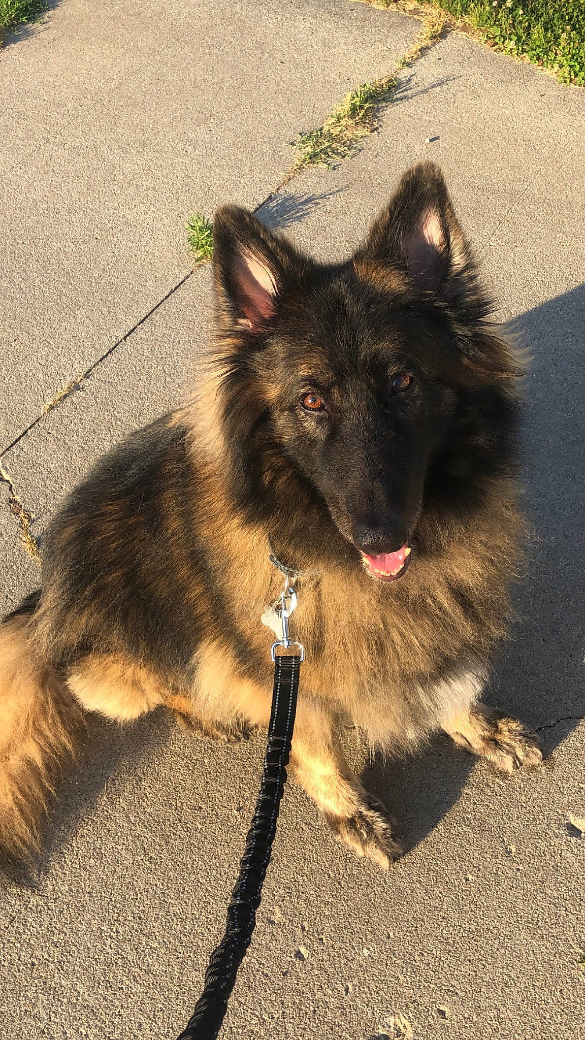 Jasmine is registered to the contest to win money with this photo: canidae, carnivore, collar, companion_dog, dog, dog_breed, dog_collar, dog_supply, east_european_shepherd, fawn, fur, leash, old_german_shepherd_dog, road_surface, shadow, sporting_group, terrestrial_animal, tervuren, working_animal, working_dog