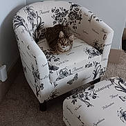 Ginger joined the competition — help win amazing prizes! armchair, carpet, cat, corner, cozy, ears, floor, furniture, home_interior, indoor, looking_at_camera, ottoman, patterned_fabric, paws, pet, sitting, tabby_cat, upholstery, wall, whiskers
