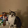 animal, bottles, cat, containers, curious, cute, domestic, dresser, eyes, feline, fur, gray, indoor, pet, shadow, sitting, tabby, wall, whiskers, white