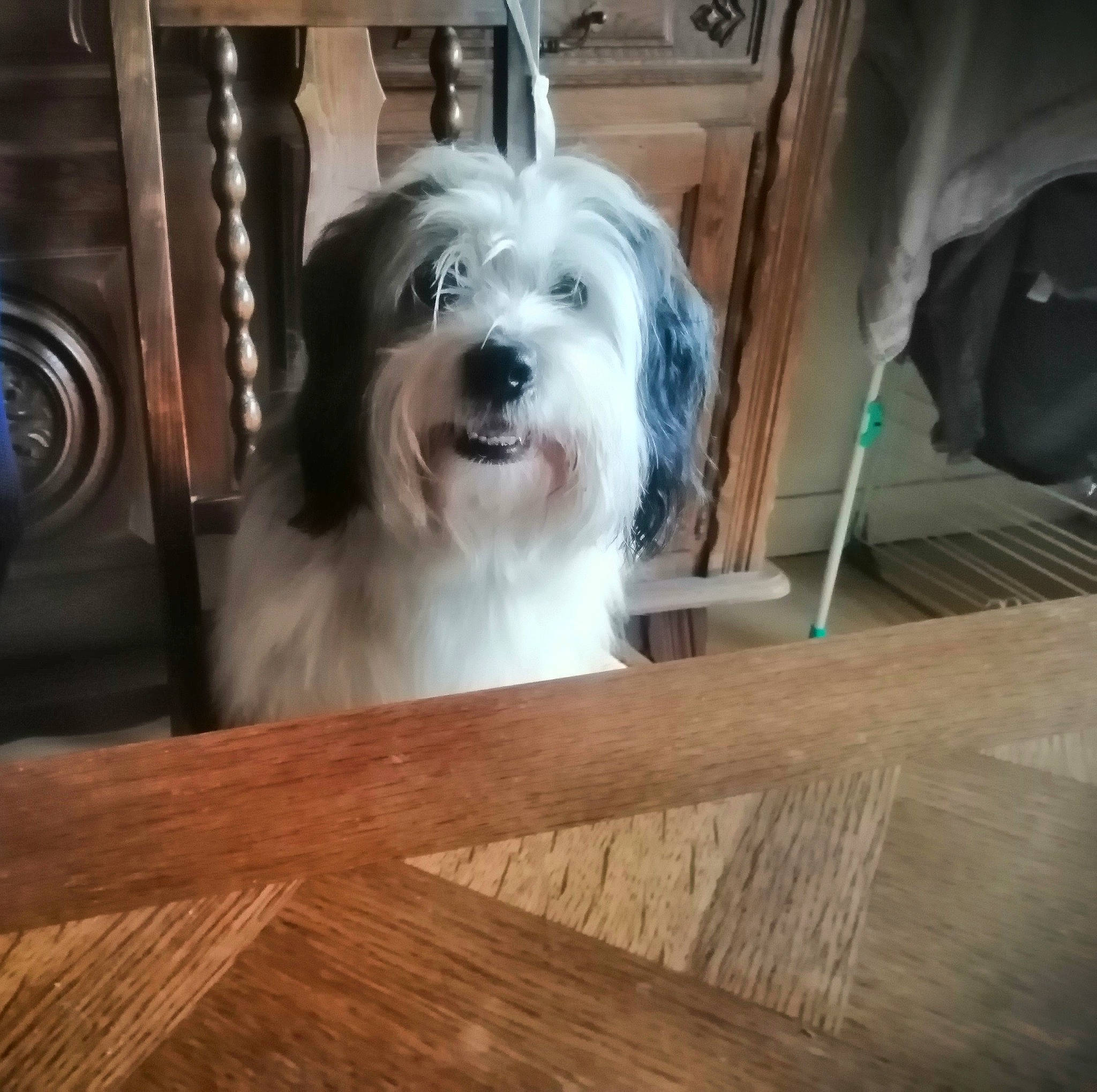 Oscar participe au concours pour gagner de l'argent avec cette photo : carnivore, companion_dog, dog, dog_breed, floor, flooring, fur, hardwood, laminate_flooring, liver, plank, small_terrier, snout, sporting_group, terrier, toy_dog, varnish, wood, wood_stain, working_animal