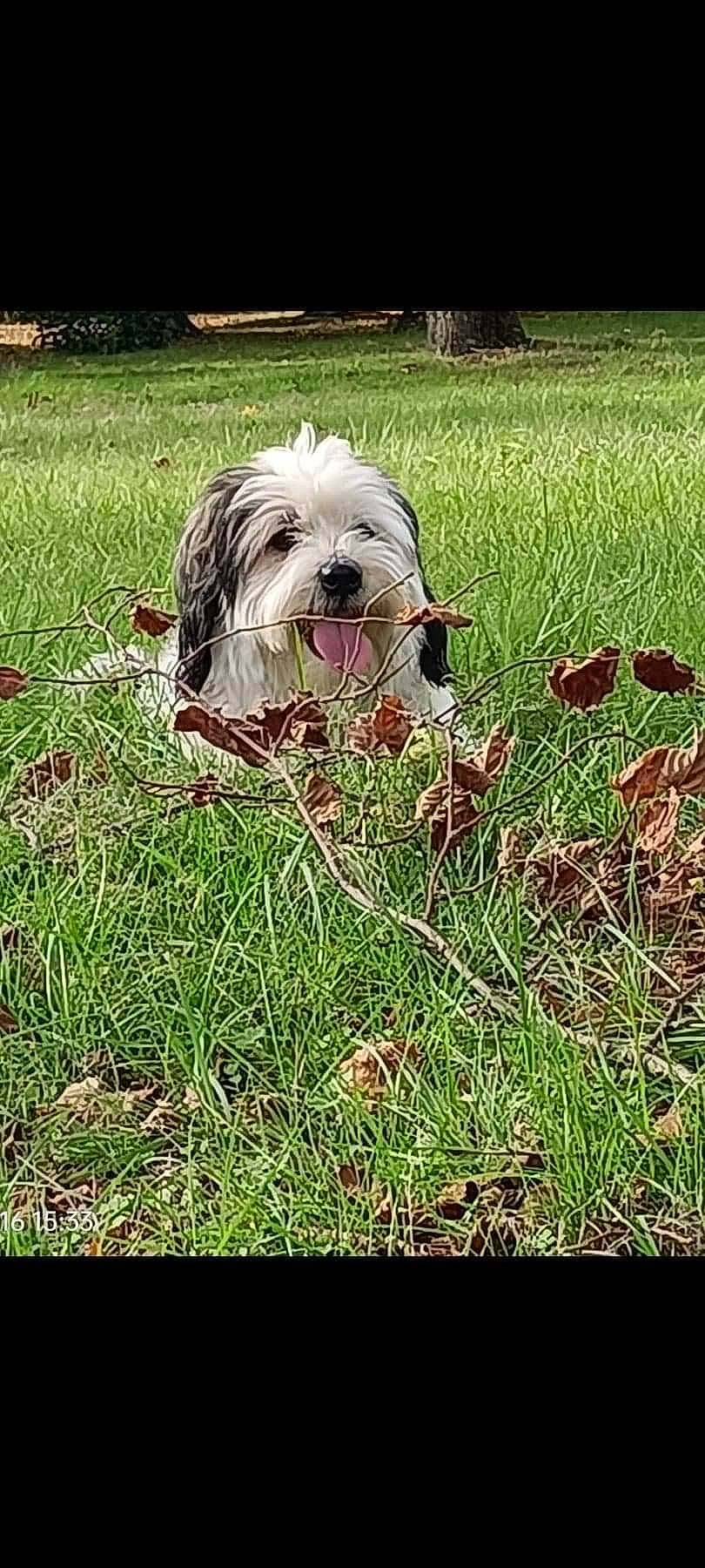 Oscar a rejoint le concours — aidez-le/la à gagner de superbes lots ! canidae, carnivore, companion_dog, dog, dog_breed, dog_supply, grass, grassland, maltepoo, non_sporting_group, plant, small_terrier, snout, sporting_group, terrier, toy_dog, tree, working_animal