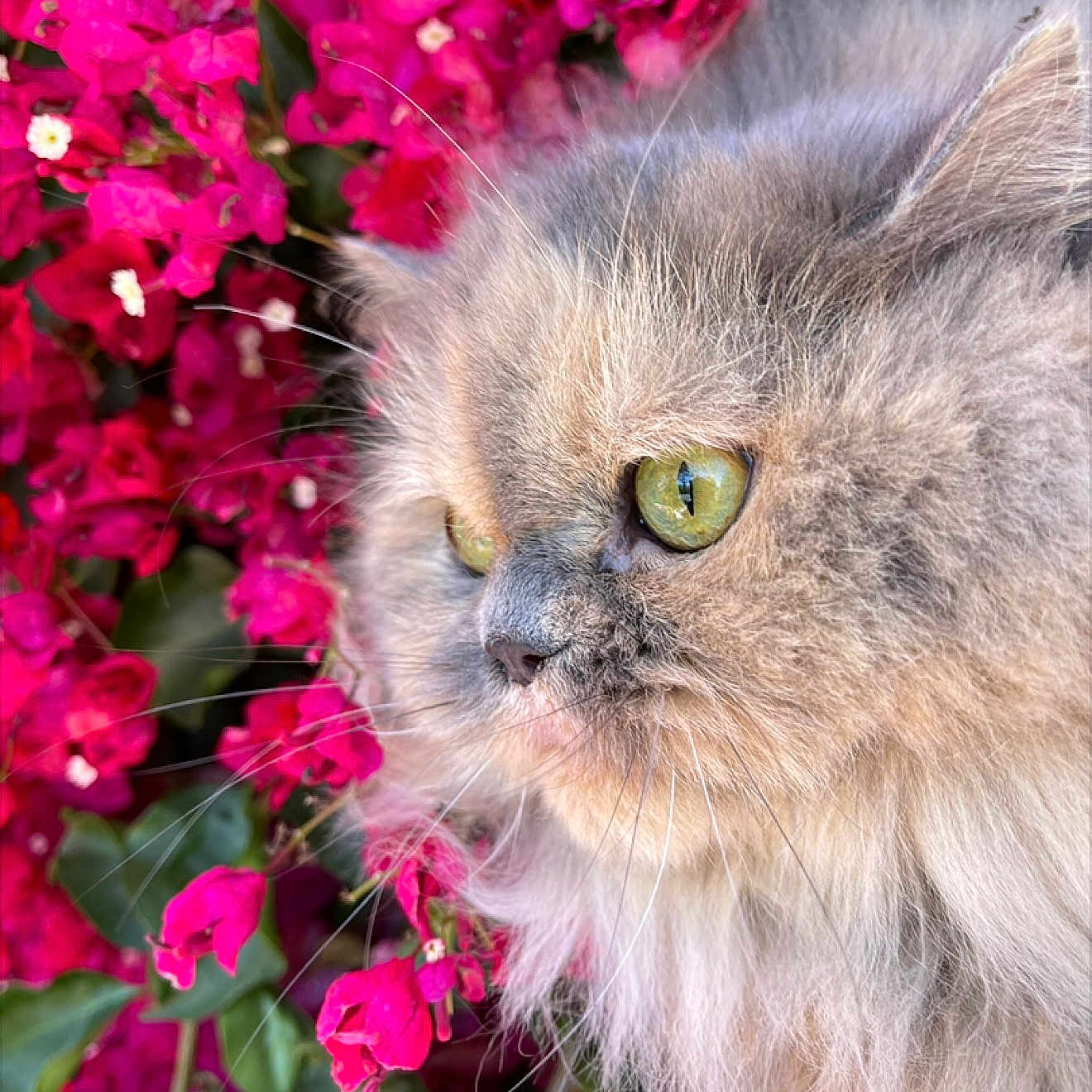 Deja joined the competition — help win amazing prizes! cat, fluffy, green_eyes, close_up, portrait, pink_flowers, nature, outdoor, animal, feline, whiskers, soft_fur, colorful, plant, leaf, pet, cute, face, profile, vibrant