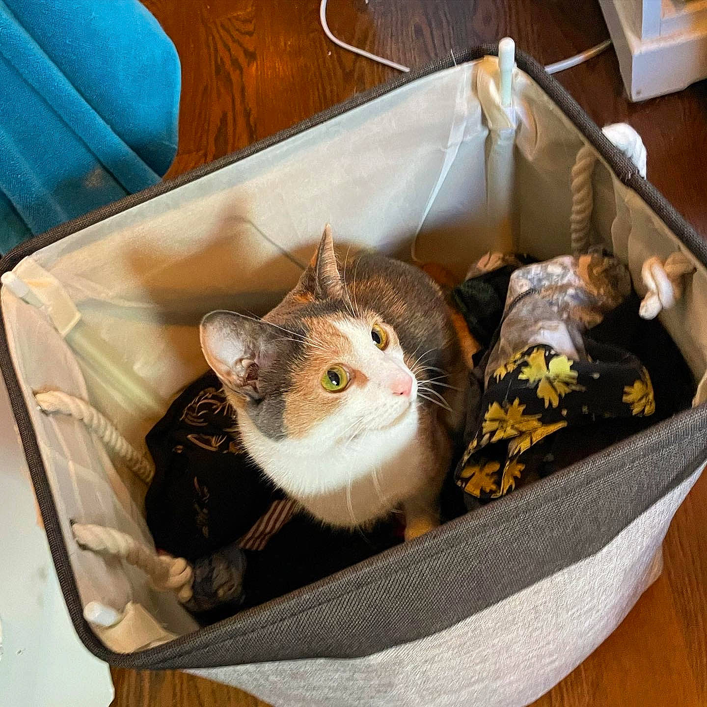 Flora joined the competition — help win amazing prizes! bag, basket, box, cardboard, carnivore, cat, cat_supply, comfort, couch, domestic_short_haired_cat, fawn, felidae, fur, linens, luggage_and_bags, paper_bag, shipping_box, small_to_medium_sized_cats, whiskers, wood