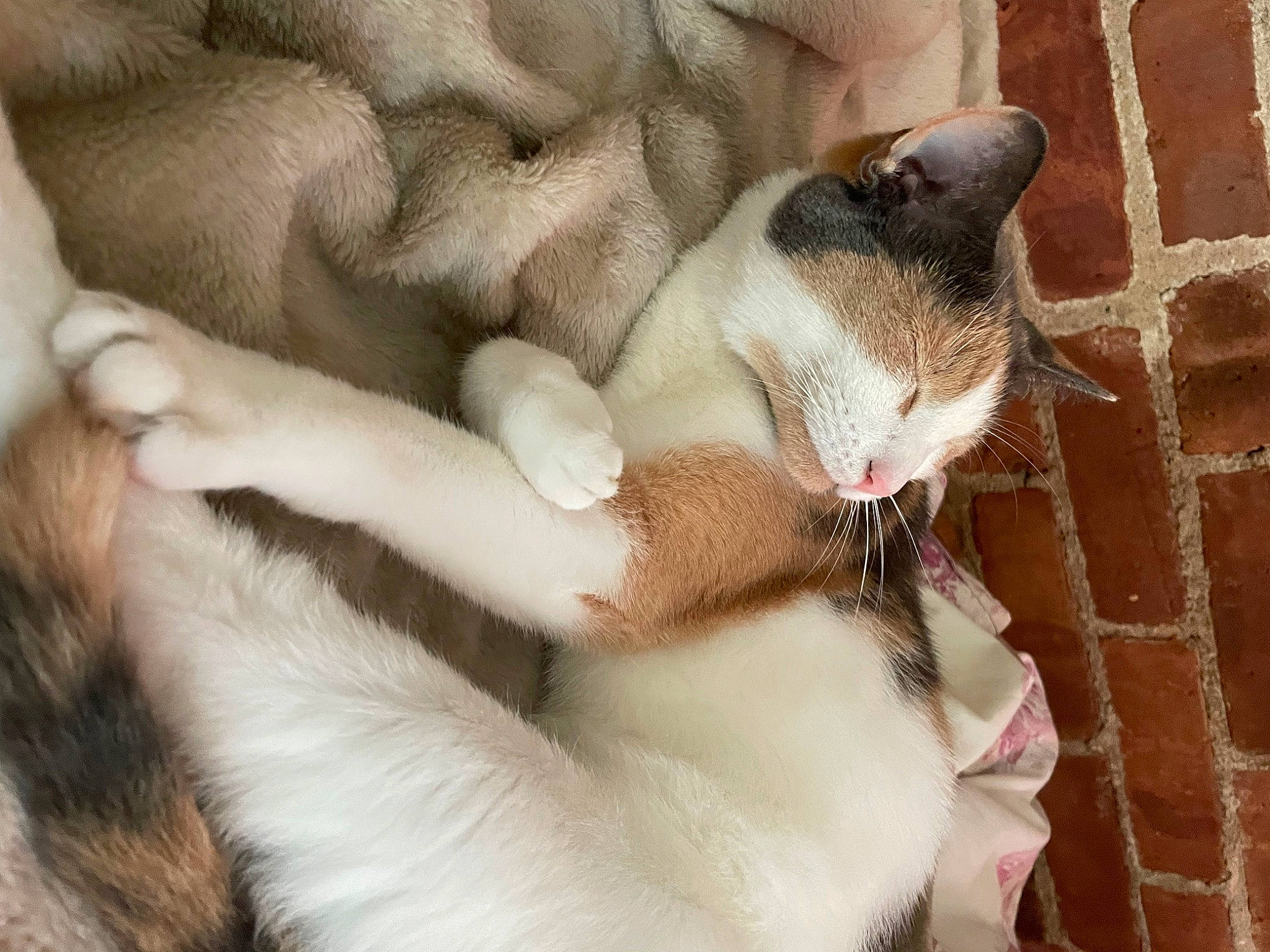 Flora joined the competition — help win amazing prizes! brick, brickwork, carnivore, cat, claw, comfort, domestic_short_haired_cat, fawn, felidae, fur, paw, small_to_medium_sized_cats, snout, tail, thai, whiskers