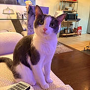Hope is registered to the contest to win money with this photo: cat, tuxedo_cat, pet, animal, sitting, portrait, close_up, whiskers, ears, eyes, indoor, living_room, couch, quilt, remote_control, bowl, furniture, home_decor, wood_floor, photography