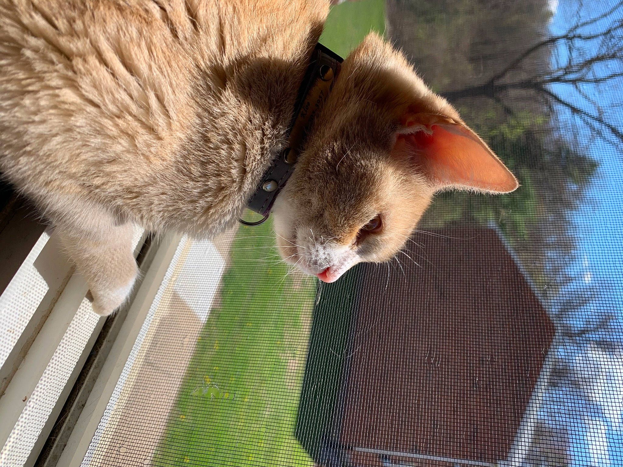 Kloe is registered to the contest to win money with this photo: aegean_cat, carnivore, cat, domestic_short_haired_cat, european_shorthair, fawn, felidae, fur, kitten, singapura, small_to_medium_sized_cats, snout, tabby_cat, tree, whiskers