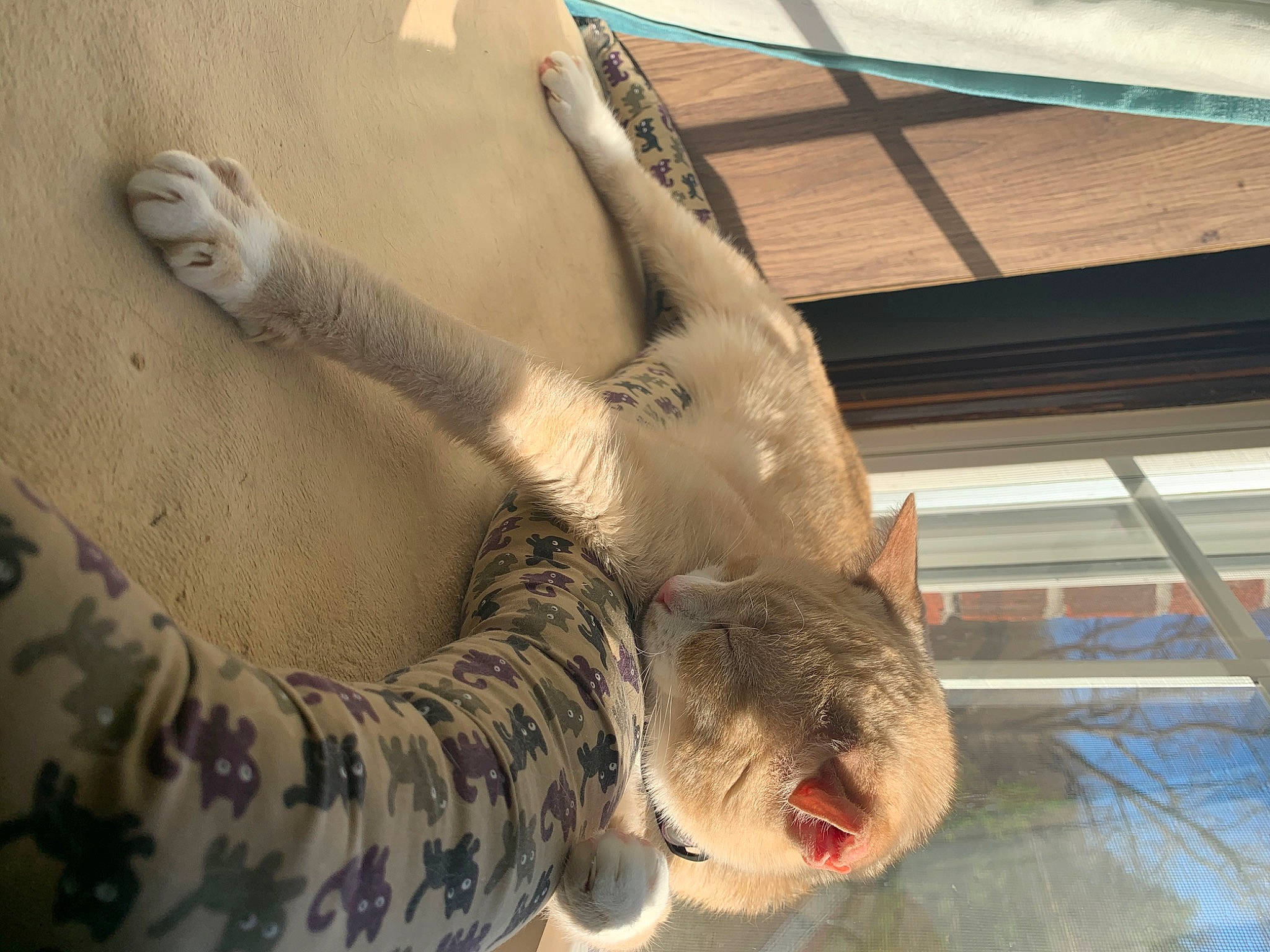 Kloe joined the competition — help win amazing prizes! fawn, leg, snout