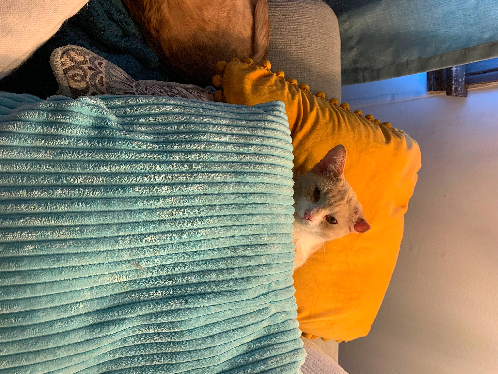 Kloe joined the competition — help win amazing prizes! bed, carnivore, cat, felidae, fur, linens, room, small_to_medium_sized_cats, tail, textile, whiskers