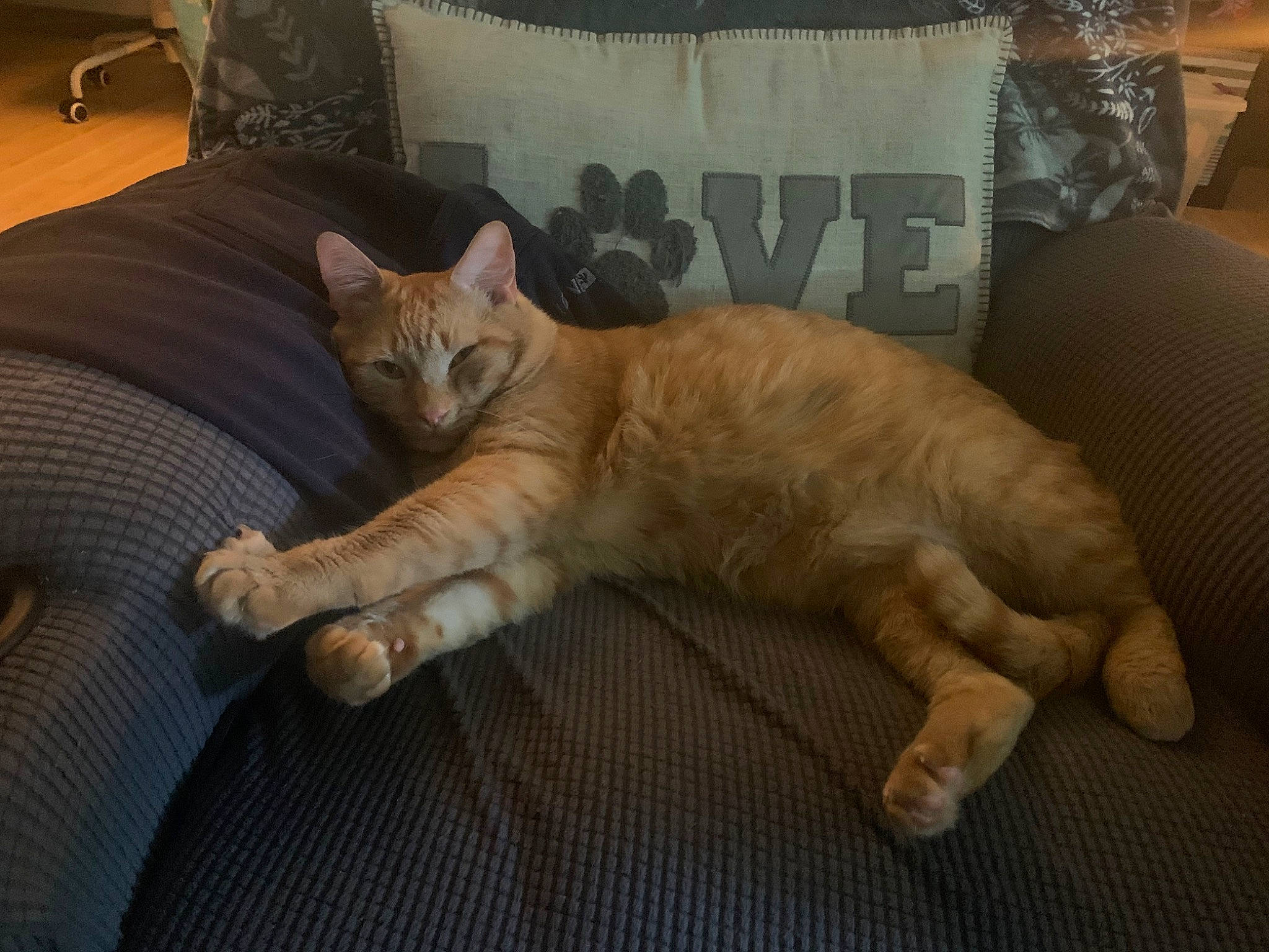 Barry is registered to the contest to win money with this photo: asian, australian_mist, carnivore, cat, claw, comfort, domestic_short_haired_cat, european_shorthair, fawn, felidae, furniture, mammal, paw, small_to_medium_sized_cats, tabby_cat, tail, vertebrate, whiskers