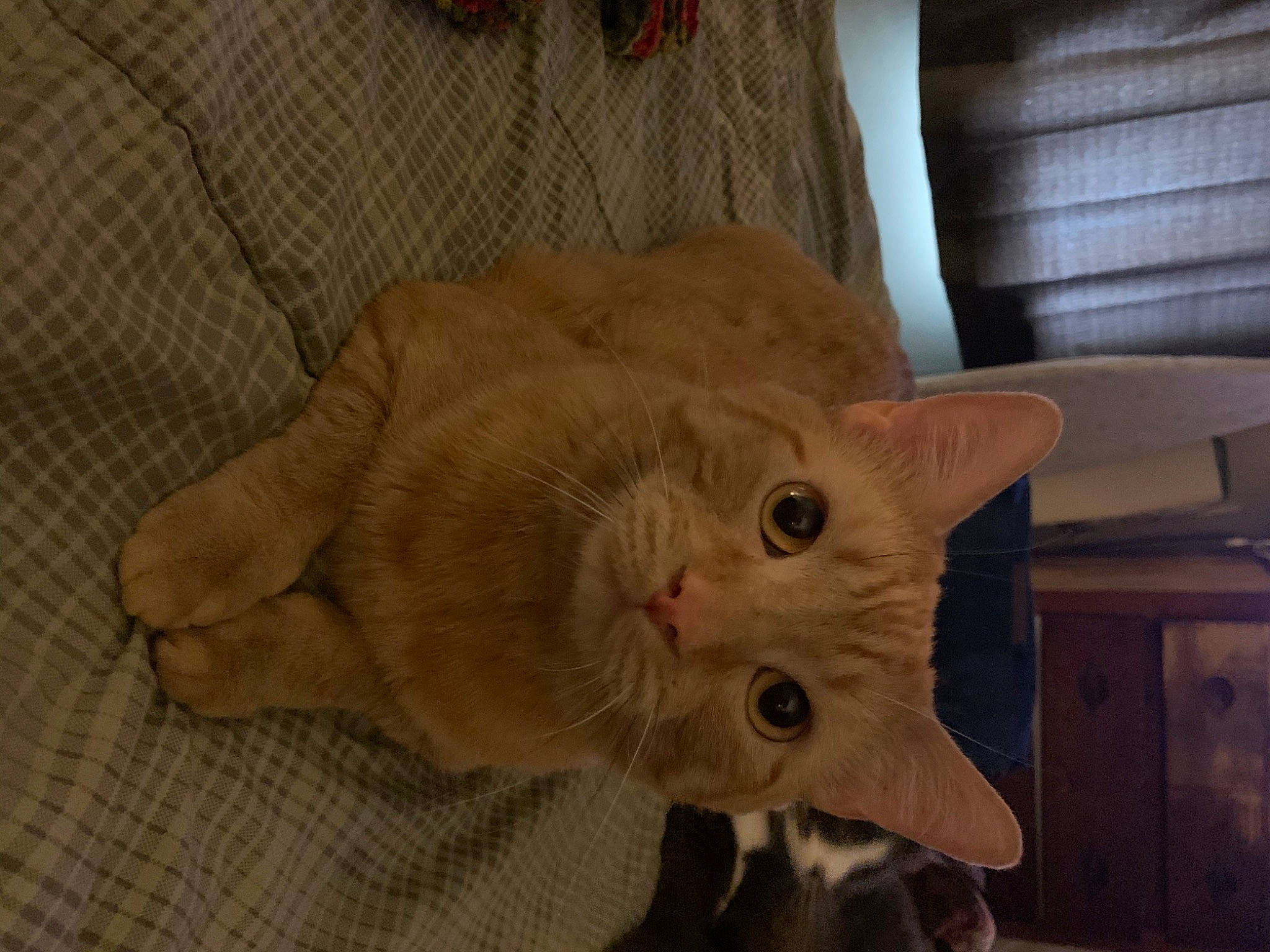 Barry joined the competition — help win amazing prizes! carnivore, cat, domestic_short_haired_cat, fawn, felidae, german_rex, mammal, oriental_longhair, oriental_shorthair, small_to_medium_sized_cats, snout, whiskers