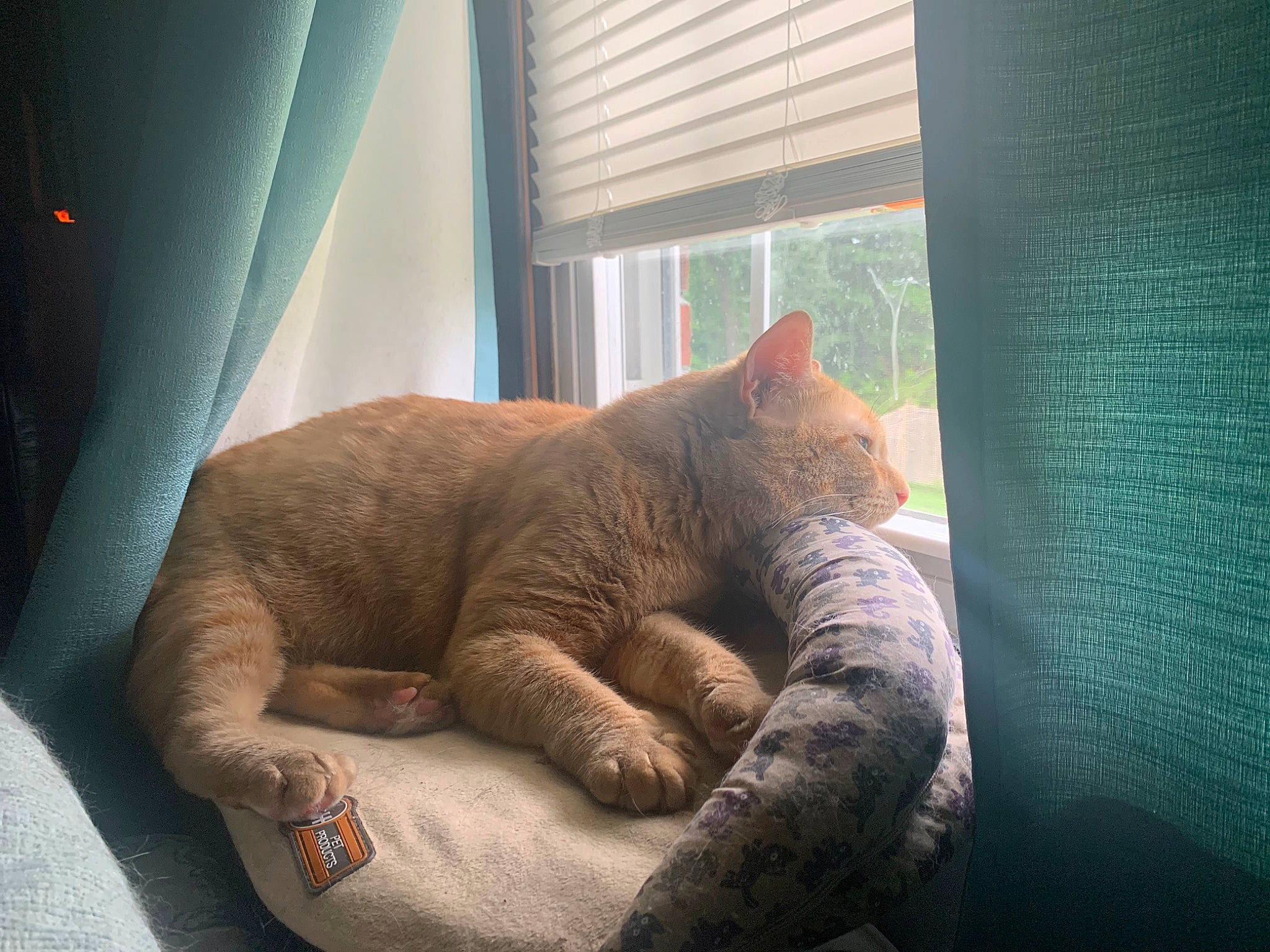 Barry joined the competition — help win amazing prizes! asian, british_shorthair, carnivore, cat, chartreux, comfort, domestic_short_haired_cat, european_shorthair, fawn, felidae, mammal, nap, sleep, small_to_medium_sized_cats, snout, whiskers, window