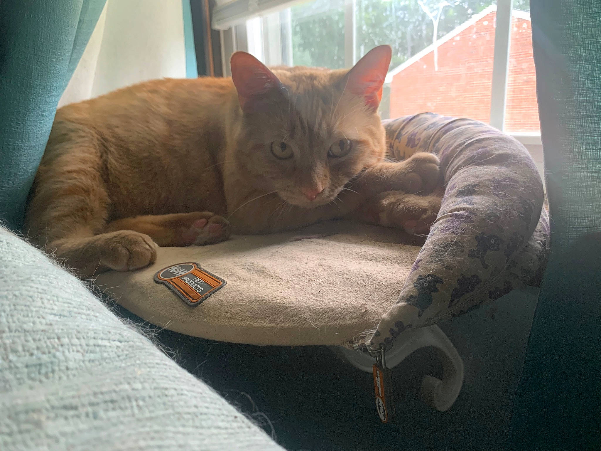 Barry is registered to the contest to win money with this photo: asian, australian_mist, carnivore, cat, cat_bed, chartreux, comfort, domestic_short_haired_cat, european_shorthair, fawn, felidae, german_rex, kitten, korat, mammal, nap, russian_blue, small_to_medium_sized_cats, snout, whiskers